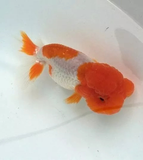 金鱼狮子头鎏金区别,虎头金鱼和狮子头金鱼的区别