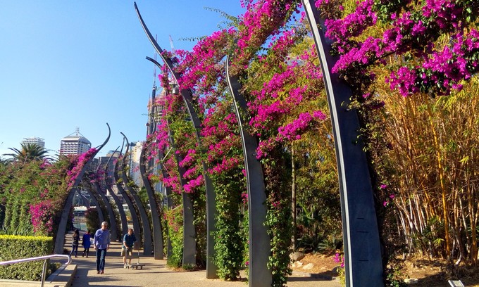 布里斯班市区游（布里斯本河、南岸公园，库萨山夜景）