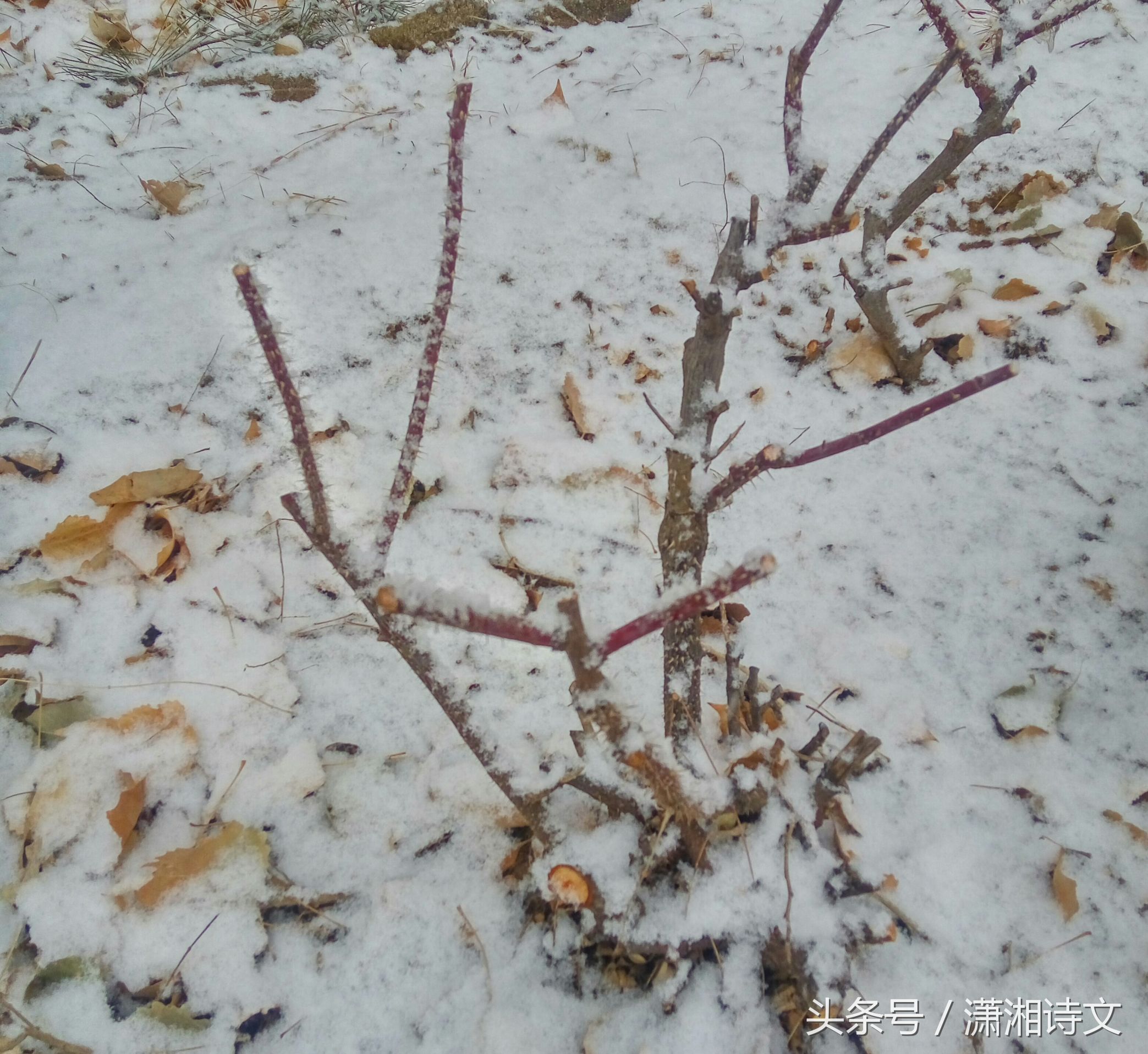 读诗｜：12月26日才真正是我们纪念的日子