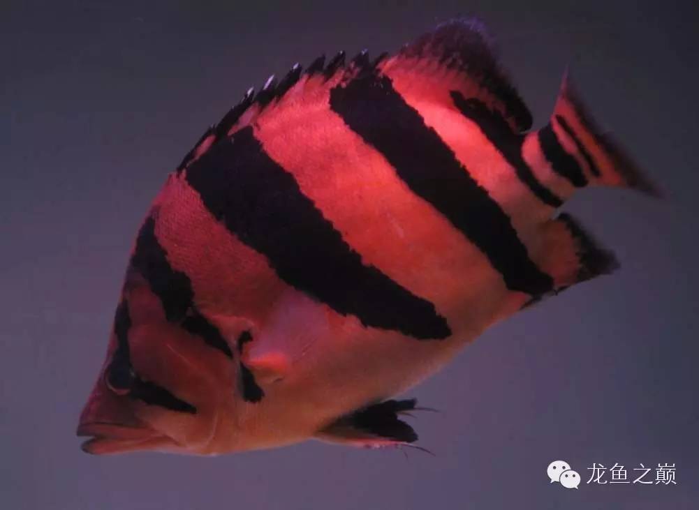 新版泰国虎,老版泰国虎绝版