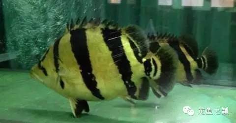 新版泰国虎,老版泰国虎绝版