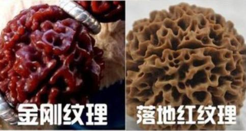假金刚菩提子图片,真金刚菩提子鉴别真假