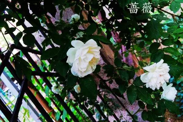 趣谈英文花名,趵突泉山大校区春天