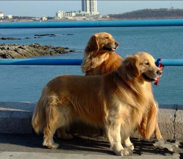 狗狗来“大姨妈”的时候，该如何照顾她呢？