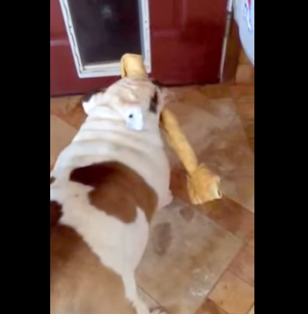 可爱法国斗牛犬,斗牛犬为什么咬东西不松口