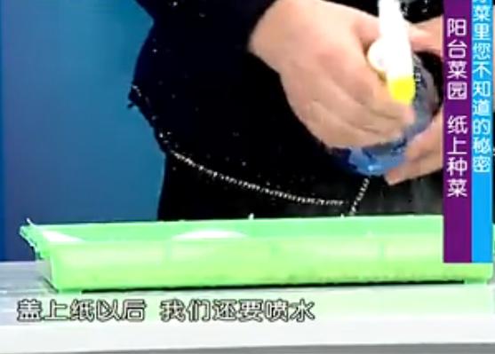 最新纸上适合家庭种菜的方法,纸上种菜方法