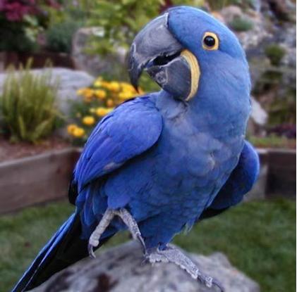 鹦鹉注意事项有哪些,照顾鹦鹉的注意事项