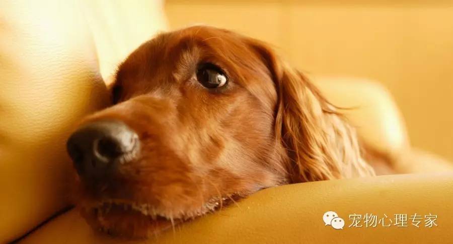 狗狗呕吐腹泻大便带血,狗狗呕吐腹泻不进食没精神