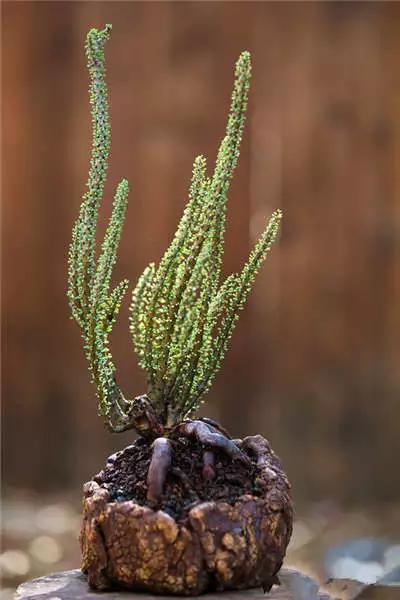 红梅多肉悬崖桩老桩,多肉老桩怎么养