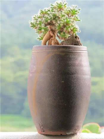 红梅多肉悬崖桩老桩,多肉老桩怎么养