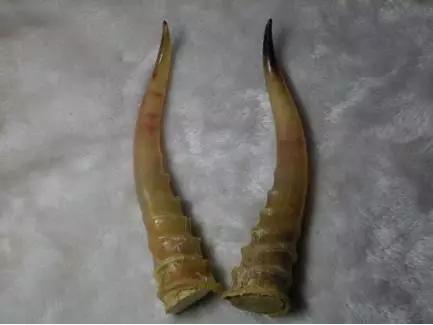 羚羊角独有特点,常见的羚羊角