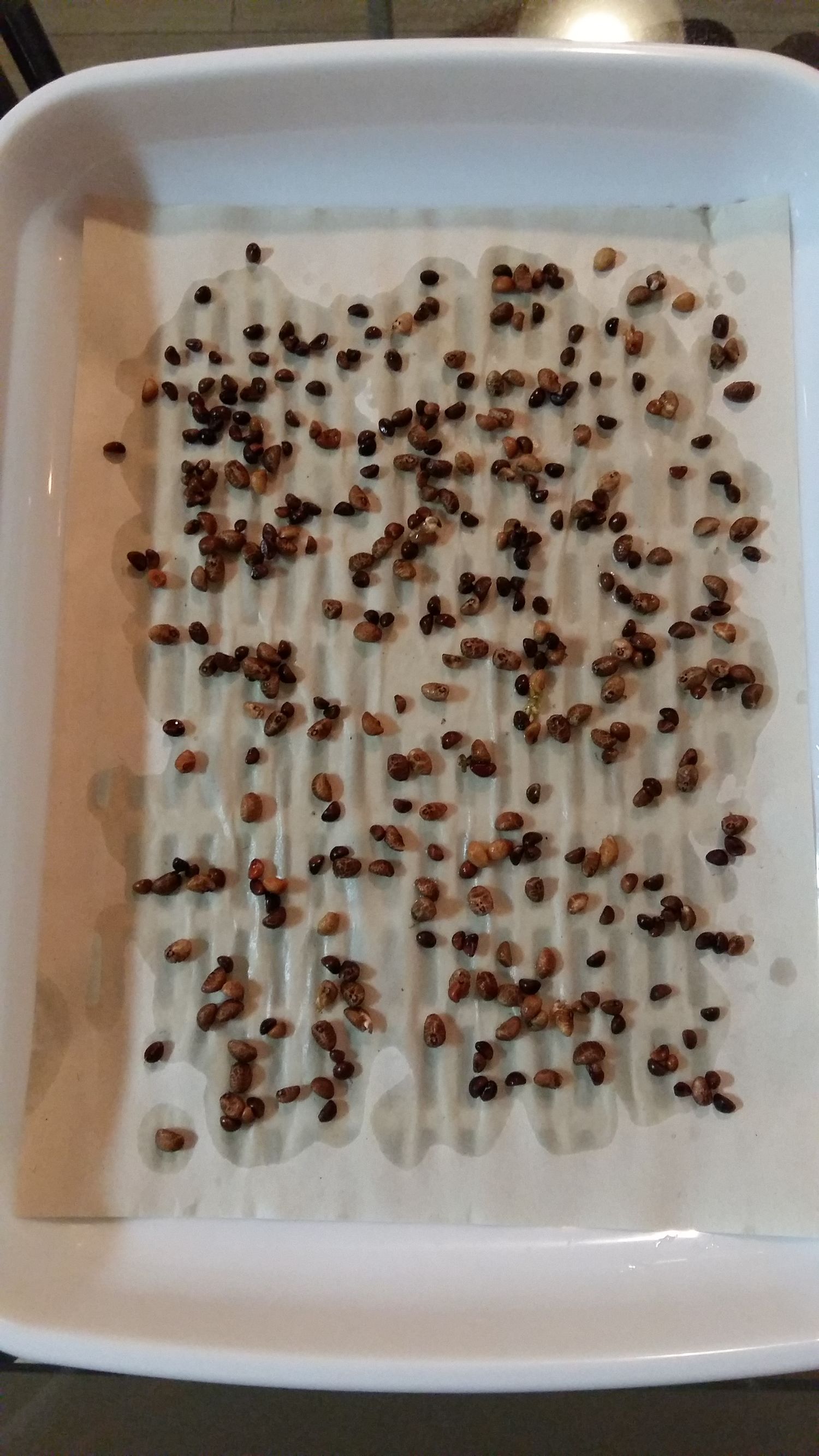 梁熙寿阳台种菜记水培篇之一