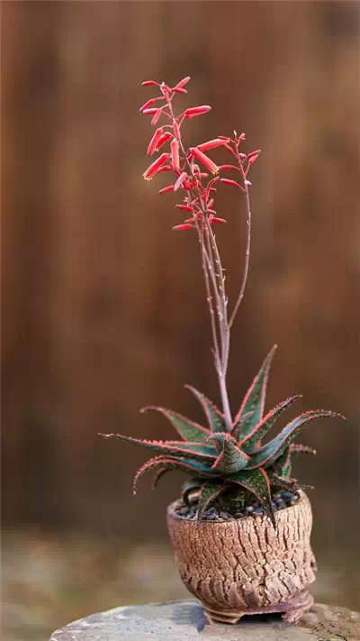 红梅多肉悬崖桩老桩,多肉老桩怎么养