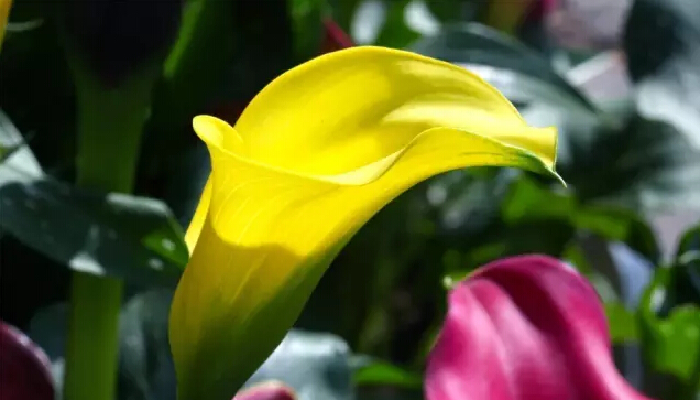 彩色马蹄莲花语象征与寓意,马蹄莲花语象征与寓意