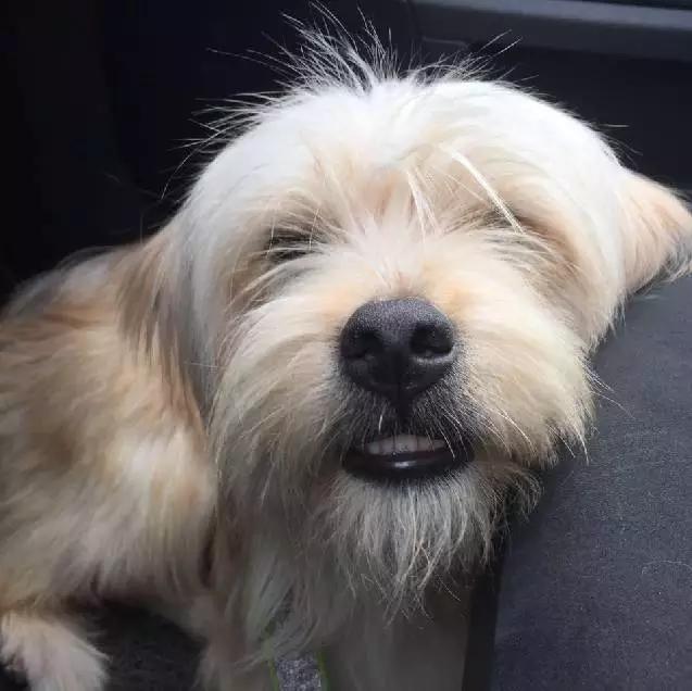 上海领养猫公益,上海领养狗狗店