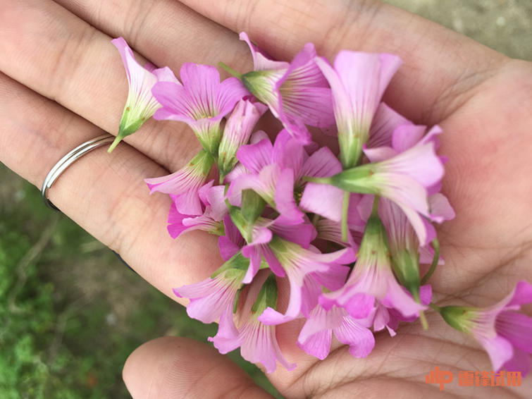 vivo曲屏手机xplay5怎么样,vivoxplay5屏幕老化