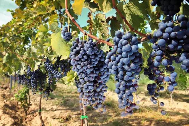 葡萄酒趣味小故事大全,葡萄酒趣味视频