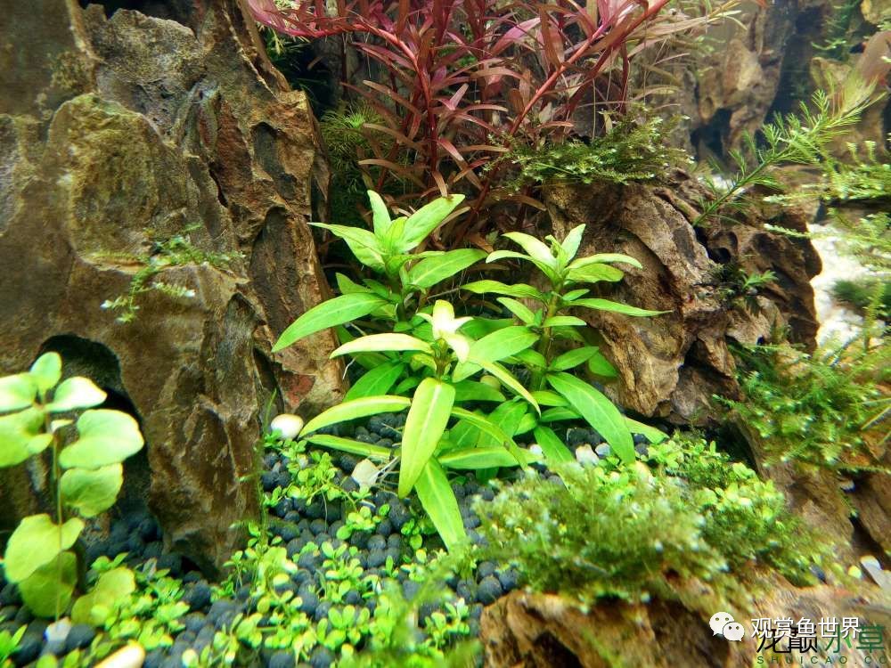 谦虚的新人晒一晒1米缸，“建缸”VS45天后（内涵多张细节图和详解！）