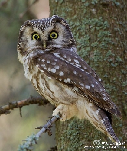 九头鸟真正的视频,九头鸟到底是个什么东西