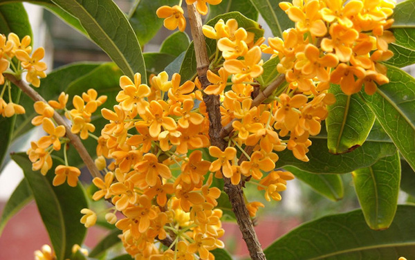 紧张害怕焦虑恐惧中医怎么调理,月经时间长中医调理