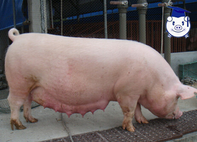 养猪的人最大的成就就是把猪养肥,母猪养猪技巧和方法最新