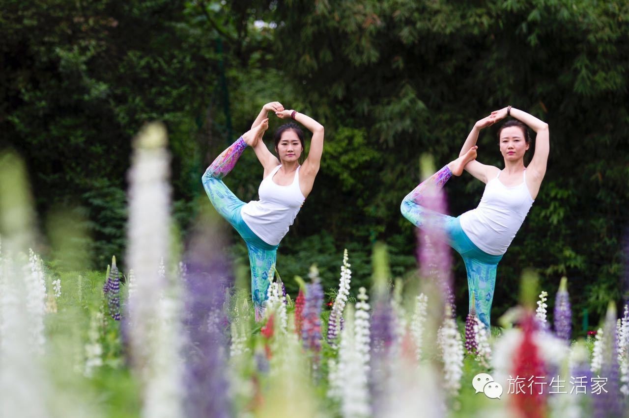 花海中最美的瑜伽,花海中的瑜伽动作