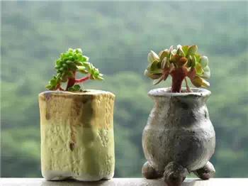 红梅多肉悬崖桩老桩,多肉老桩怎么养