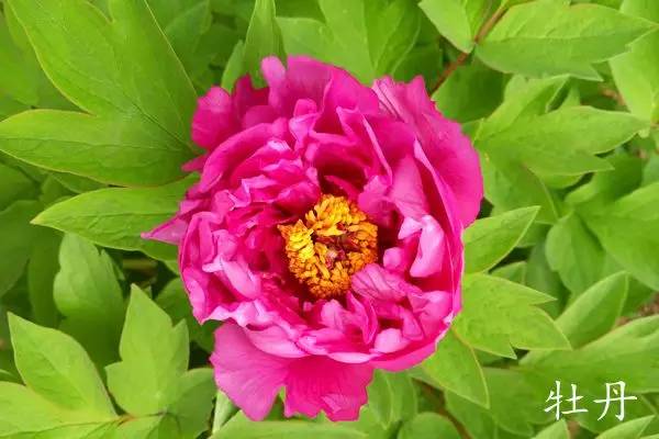 趣谈英文花名,趵突泉山大校区春天