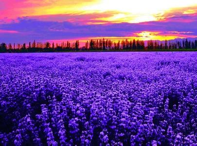 喝薰衣草的功效与作用是什么,薰衣草纯露功效与作用