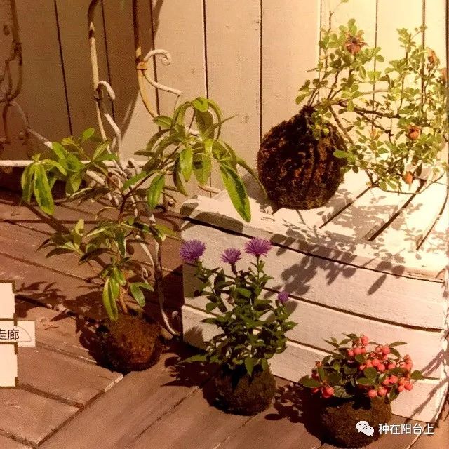 鑻旂帀鐩嗚姳,鑻旂帀鐩嗘牻閫犲瀷