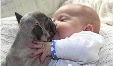 2018狗年宝宝什么命,狗年几月出生的宝宝最好