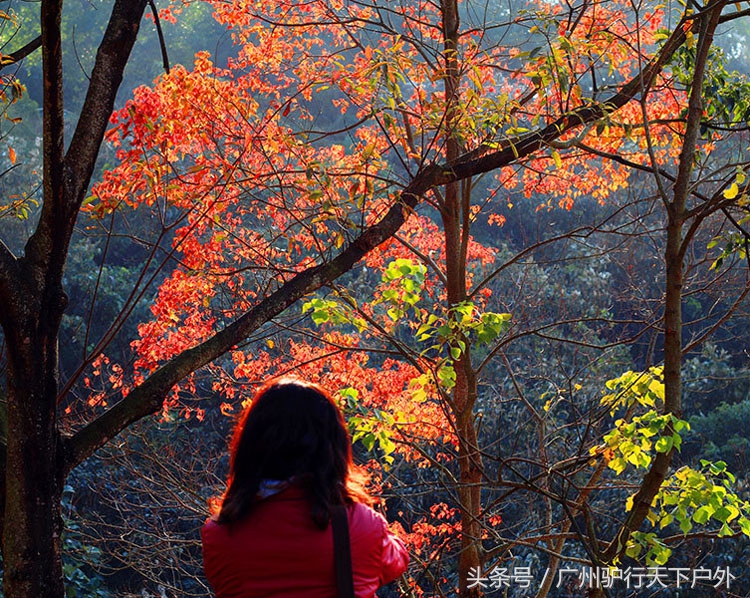 从化石门公园赏红叶旅游团,从化石门森林公园赏梅花路线