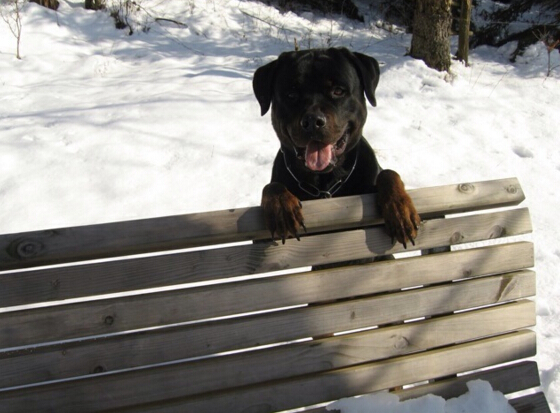 犬种百科之德国牧羊犬,犬百科大全