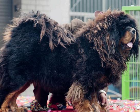 犬种百科德牧犬,犬种百科之安纳托利亚牧羊犬