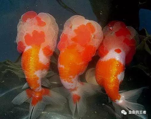 金鱼狮子头鎏金区别,虎头金鱼和狮子头金鱼的区别