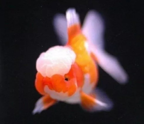 金鱼狮子头鎏金区别,虎头金鱼和狮子头金鱼的区别