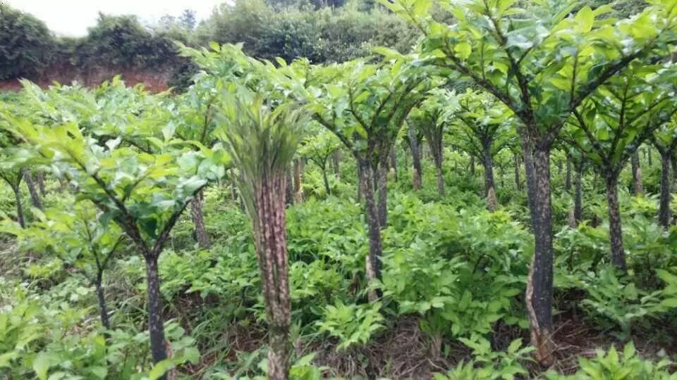 冉冉升起的禁毒之星,冉冉升起之星