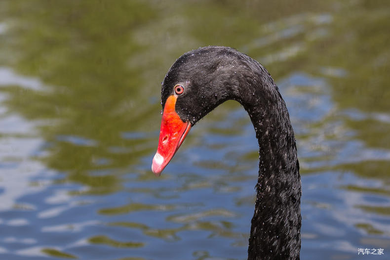 家乡之美美篇,家乡之美原唱完整版