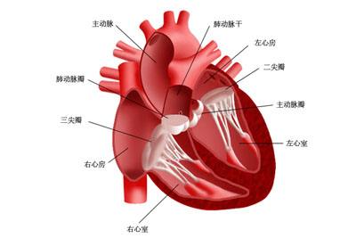 高血压预防左心室肥厚,生命肽防癌