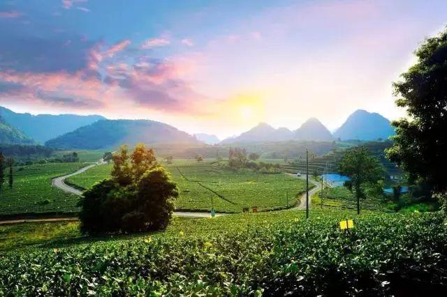 英德市特色,英德有几个特产