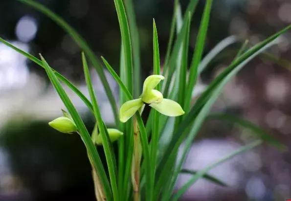 春兰四大天王品种,春兰四大天王的香气