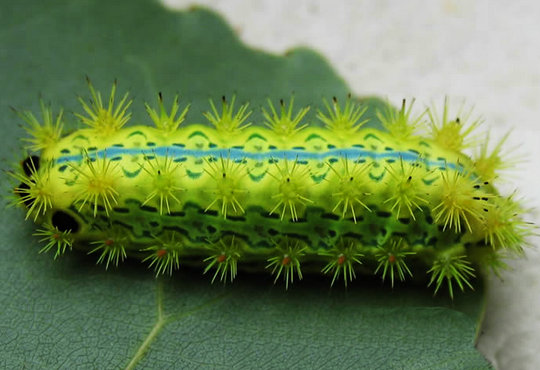 洋辣子蛰完了什么样,农村常见的洋辣子被蛰到怎么办