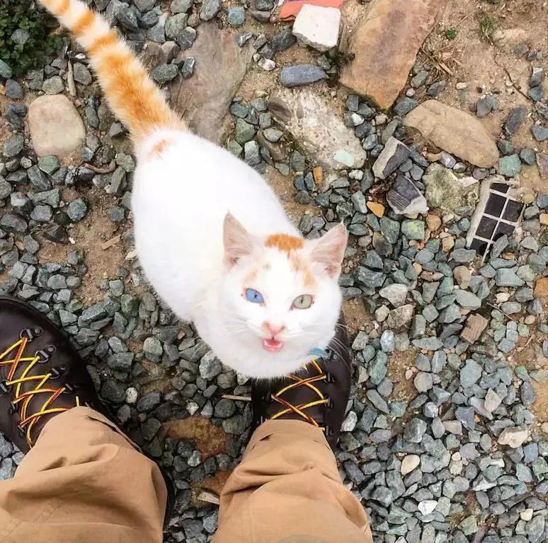 鍥涘浗宀涚箒浣撳瓧,鍥涘浗宀涙湁鍝簺浼犺