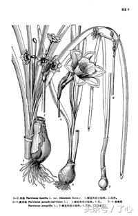 关于水仙花的知识,关于水仙花的知识20字