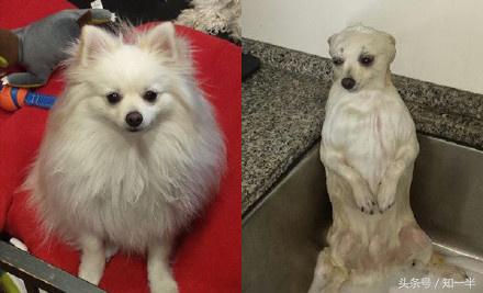 猫咪遇到水是什么样子,猫咪出现了观水现象