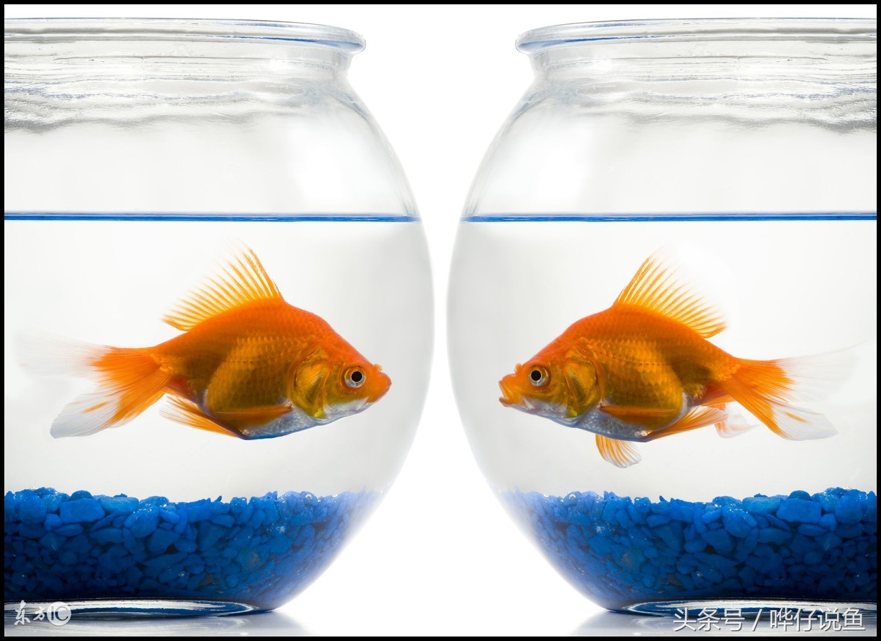 高清玻璃鱼缸和超白缸的区别,海缸和玻璃鱼缸有什么区别