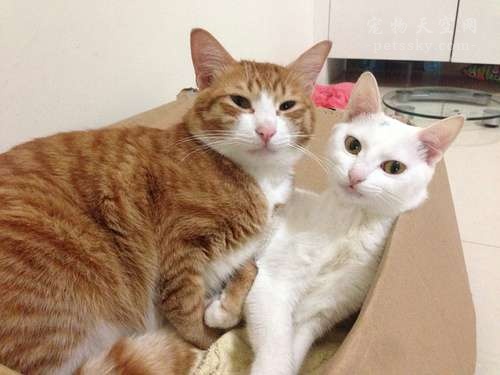 两个月猫咪尿床原因和解决办法,猫咪喜欢在床上撒尿怎么纠正