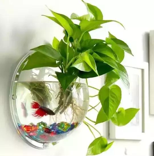 怎么养好小鱼儿 (怎样养好小鱼儿)