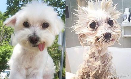 猫咪遇到水是什么样子,猫咪出现了观水现象