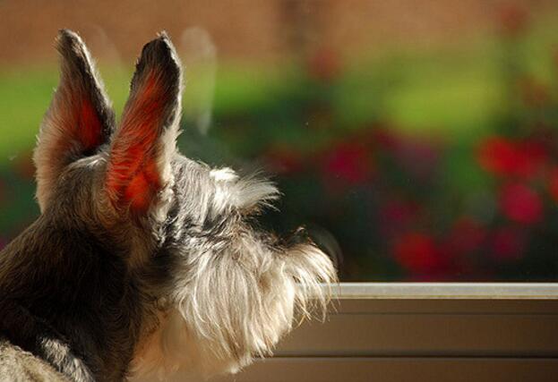犬种百科之雪纳瑞,犬种解说雪纳瑞